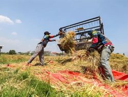 Cuaca Ekstrem, Petani di Kabupaten Kediri Rawan Gagal Panen Padi