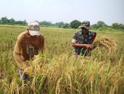 Berikan Semangat, Babinsa Benjeng Bantu Petani Panen Padi di Sawah