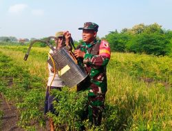 Babinsa Menganti Bantu Penyemprotan Tanaman Padi di Desa Binaan