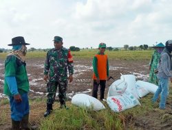 Penyiapan Lahan, Babinsa Serda Saifuddin Bantu Bajak Sawah