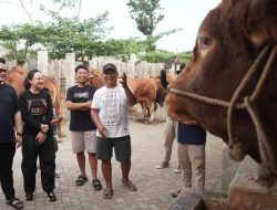 Mas Dhito Bareng Mbak Cicha Beli Empat Ekor Sapi Jumbo untuk Kurban