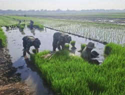 Kekompakan TNI Bersama Petani Tanam Bibit Padi untuk Ketahanan Pangan Nasional
