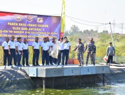 Program Ketahanan Pangan Lantamal V Panen Raya Udang Vaname