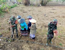 Kawal Program Hanpangan, Babinsa Koramil Modung Dampingi Penanaman Jagung