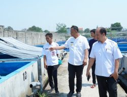 Pemerintah Dorong Pembudiya Lele Kembangkan Produk UMKM