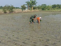 Babinsa Koramil 0817/12 Sidayu Bantu Warga Desa Sukorejo Menanam Padi