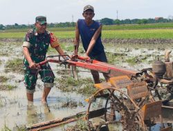 Tak Kenal Lelah, Babinsa Koramil 0831/06 Kenjeran Bantu Petani Bajak Sawah Sukseskan Ketahanan Pangan