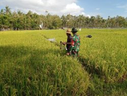 Babinsa Dungkek Dampingi Petani, Cek Tanaman Padi Program Pompanisasi