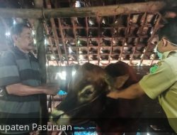 Mulai Muncul Lagi, Pemkab Pasuruan Himbau Peternak Sapi Waspadai PMK
