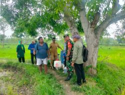 Antisipasi Hama Wereng, Babinsa Modung Melakukan Pendampingan Ke Petani