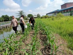 Kapolsek Krian Tinjau Perawatan Tanaman Ketahanan Pangan