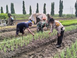 Polsek Krian Optimalisasi Pengelolahan Lahan Penanaman Bawang Merah untuk Ketahanan Pangan