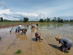 Babinsa Bantu Petani Tanam Padi Seluas 2,5 Hektar, Berharap Panen Mei 2025