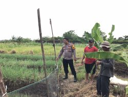 Bhabinkamtibmas Desa Punggul Bersama Warga Cek Lahan Ketahanan Pangan