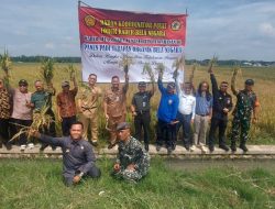 Forum Kader Bela Negara Gelar Panen Padi Terapan Organik Bela Negara Bersama Kementerian Pertahanan dan Dinas Pertanian di Sukoharjo