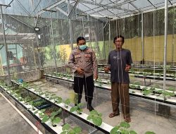 Bhabinkamtibmas Desa Gempol Klutuk Tinjau Lahan Pertanian Melon