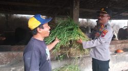 Perhatikan Gizi Masyarakat, Tingkatkan Kualitas Ternak Sapi