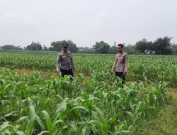 Polsek Patianrowo Dukung Ketahanan Pangan Lewat Pemantauan Lahan Jagung