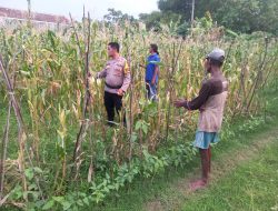 Kanit Binmas Polsek Krembung Dampingi Warga Kelola Tanaman Jagung, Dukung Swasembada Pangan Mandiri