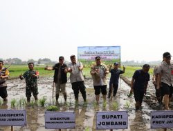 Jombang Genjot Produksi Padi dengan Program LTT-MTS : Bupati Warsubi Pimpin Langsung Gerakan Tanam di Sumobito