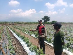 Bhabinkamtibmas Desa Kebakalan Polsek Porong Dukung Ketahanan Pangan Bersama Petani Melon