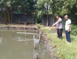 Bhabinkamtibmas Apresiasi Warga Junwangi Budidayakan Ikan Nila untuk Dukung Ketahanan Pangan