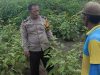 Bhabinkamtibmas Cek Lahan P2B Tanaman Sayur, Dukung Ketahanan Pangan Warga Tambak Kalisogo