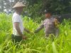 Polsek Taman Dukung Ketahanan Pangan Warga dengan Green House Hortikultura