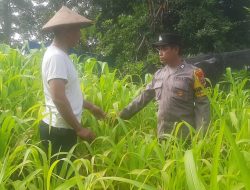 Polsek Taman Dukung Ketahanan Pangan Warga dengan Green House Hortikultura