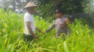 Polsek Taman Dukung Ketahanan Pangan Warga dengan Green House Hortikultura