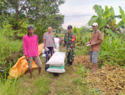 Sinergi Babinsa dalam Mendukung Penyerapan Gabah Petani di Wilayah