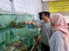 Kampung Lobster Banyuwangi, Sukses Budidaya Hingga Ekspor ke Tiongkok