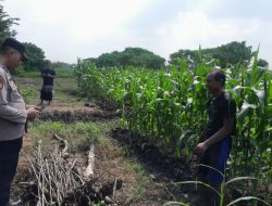 Polsek Sukodono Dorong Ketahanan Pangan Dalam Bidang Pertanian