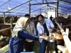 DKPP Surabaya Periksa Ulang Kesehatan Hewan Kurban