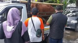 Dinas Peternakan Bangkalan Pastikan Hewan Kurban Sehat dan Bugar Sebelum Dilalulintaskan