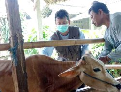 Bulan Vaksinasi, DKPP Kota Blitar Targetkan Ribuan Hewan Ternak Tercover Vaksin PMK