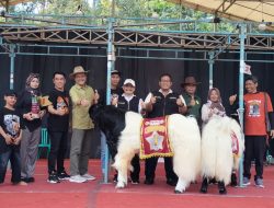 Kontes Nasional Kambing PE Kaligesing 2025: Jombang Jadi Pusat Pelestarian dan Inovasi Peternakan