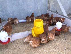 Mensos Gus Ipul Apresiasi Sekolah Rakyat Ponorogo Terapkan Pendidikan Vokasi Ternak Ayam