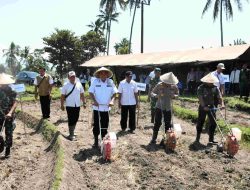 Tanam Jagung Serentak Bersama Asatidzah Dan Santri Ponpes Mambaul Ulum