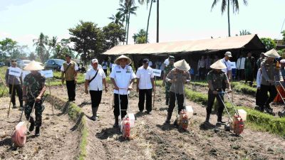 Tanam Jagung Serentak Bersama Asatidzah Dan Santri Ponpes Mambaul Ulum