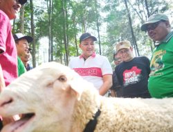 Festival Domba Kelas Terbuka HPDKI 2025 Sukses, Mas Bupati Rusdi: Terimakasih Semua Pihak Penyelenggara. Kita Agendakan Lebih Meriah Lagi Tahun Depan