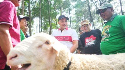 Festival Domba Kelas Terbuka HPDKI 2025 Sukses, Mas Bupati Rusdi: Terimakasih Semua Pihak Penyelenggara. Kita Agendakan Lebih Meriah Lagi Tahun Depan