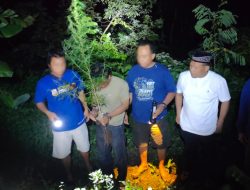 Tanam Ganja di Rumah, Dua Warga Plosoklaten Diamankan Polres Kediri