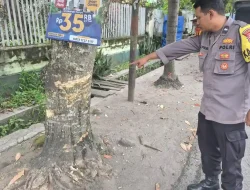 Pemotor di Kediri Tabrak Pohon di Perempatan Wates Setelah Kehilangan Kendali