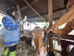 Empat Bulan, Ratusan Sapi Terjangkit PMK: DPKP Masifkan Vaksinasi, Kasus Mulai Landai