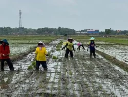 Hadapi Musim Kemarau Panjang, Petani di Kediri Diminta Pilih Bibit Padi Cepat Panen