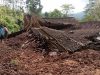 Longsor Terjang Desa Pakis Baru Pacitan, Rumah Hingga Sekolah Terdampak, Warga Mengungsi