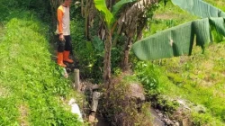 Irigasi Meluap Akibat Hujan Deras, Plengsengan Teknis di Kelurahan Temas Batu Ambrol 6 Meter
