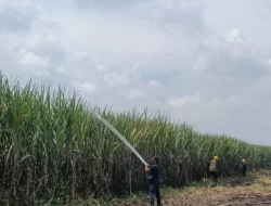 Lahan Tebu di Ngadiluwih Terbakar, Kerugian Capai Rp 10 Juta