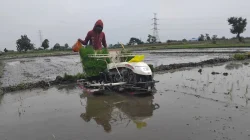 Jasa Mesin Tanam Padi Otomatis Laris Manis di Kediri, Musim Tanam Picu Lonjakan Permintaan